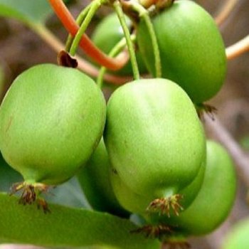 Actinidia Arguta, Aktinídia (mini kiwi) ´ISSAI´, kont. C2L, výška: 60-100 cm (-26°C)